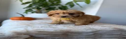 Mini Goldendoodle dogs for sale: Dior - Ad 6