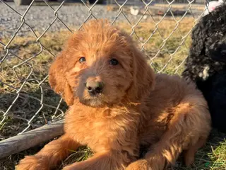 Labradoodle dogs Labradoodle Purple - Ad 32