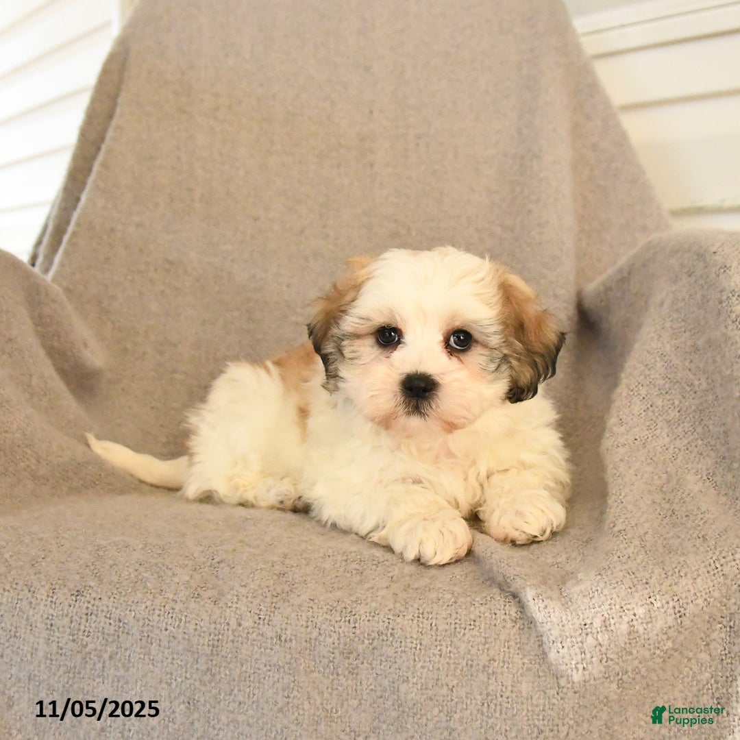 Teddy Bear dogs for sale: Duke - Ad 2