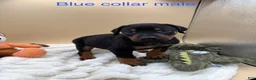 Doberman Pinscher dogs for sale: Black/rust male blue collar 💙 - Ad 5