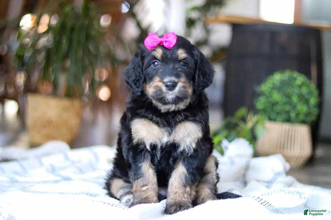 Bernedoodle dogs for sale: Goldilocks - Ad 1