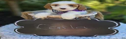 Cavapoo dogs for sale: Carla - Ad 3