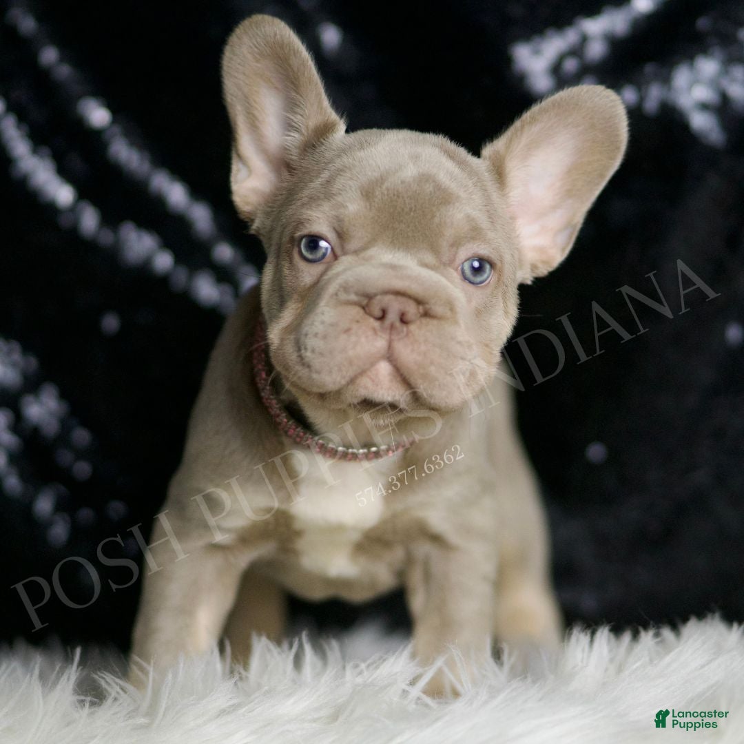 New Shade Isabella And Tan French Bulldog Full Grown Small French