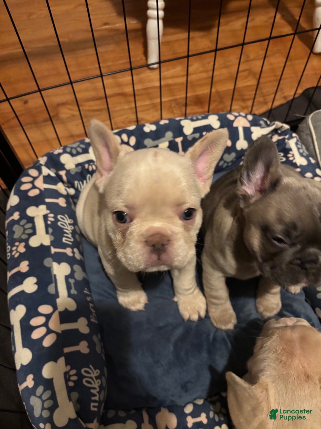 French Bulldog dogs for sale: Teddy - Ad 1