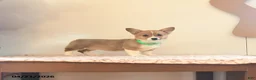 Welsh Corgi Pembroke dogs for sale: Kamala - Ad 3