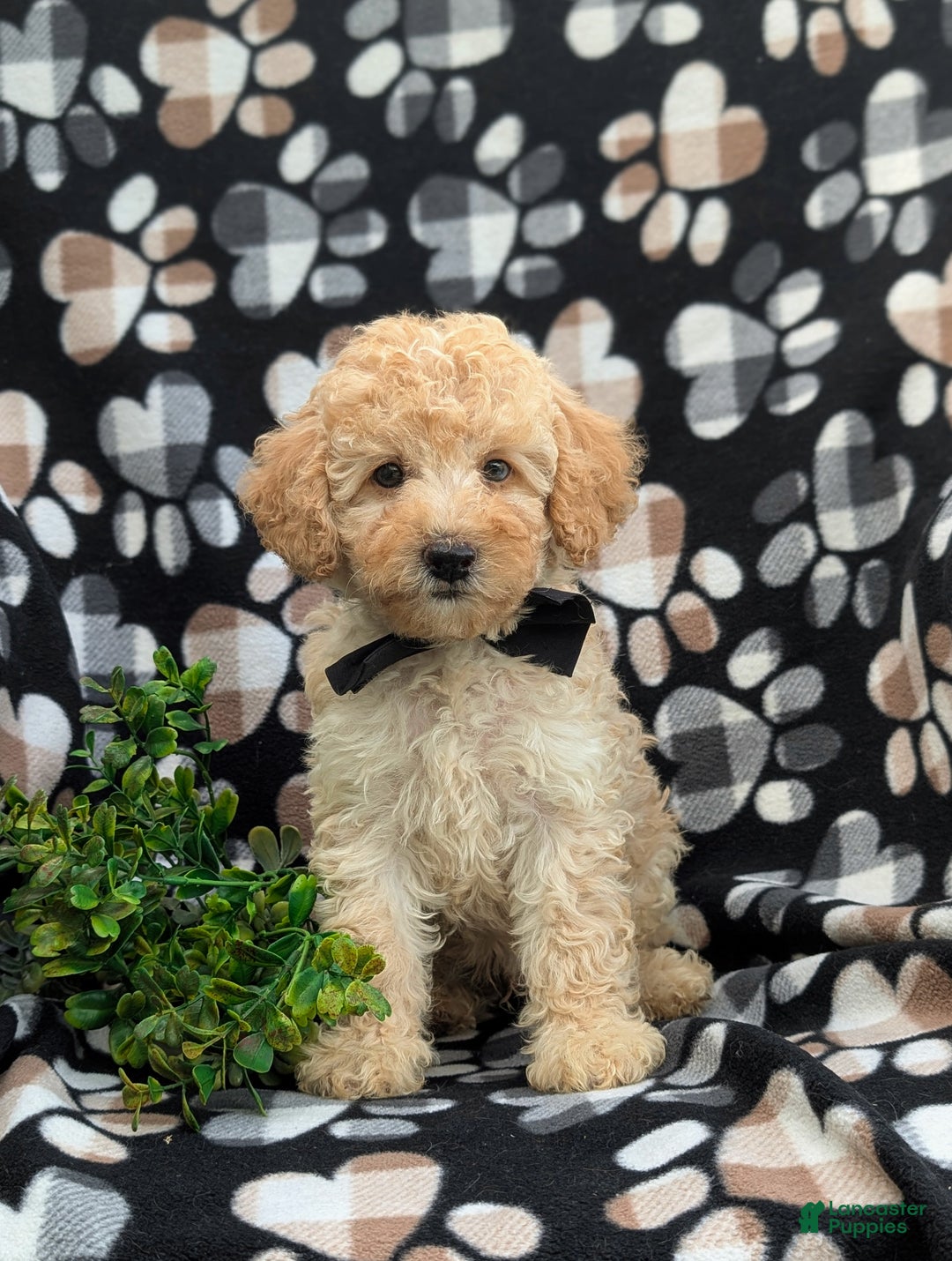 Cockapoo dogs for sale: Moore Hypoallergenic - Ad 7