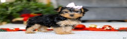 Yorkiepoo dogs for sale: Annetta - Ad 4
