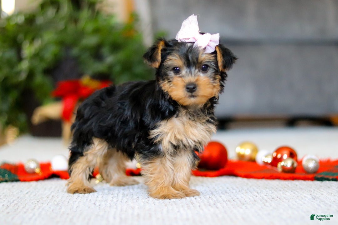 Yorkiepoo dogs for sale: Annetta - Ad 4