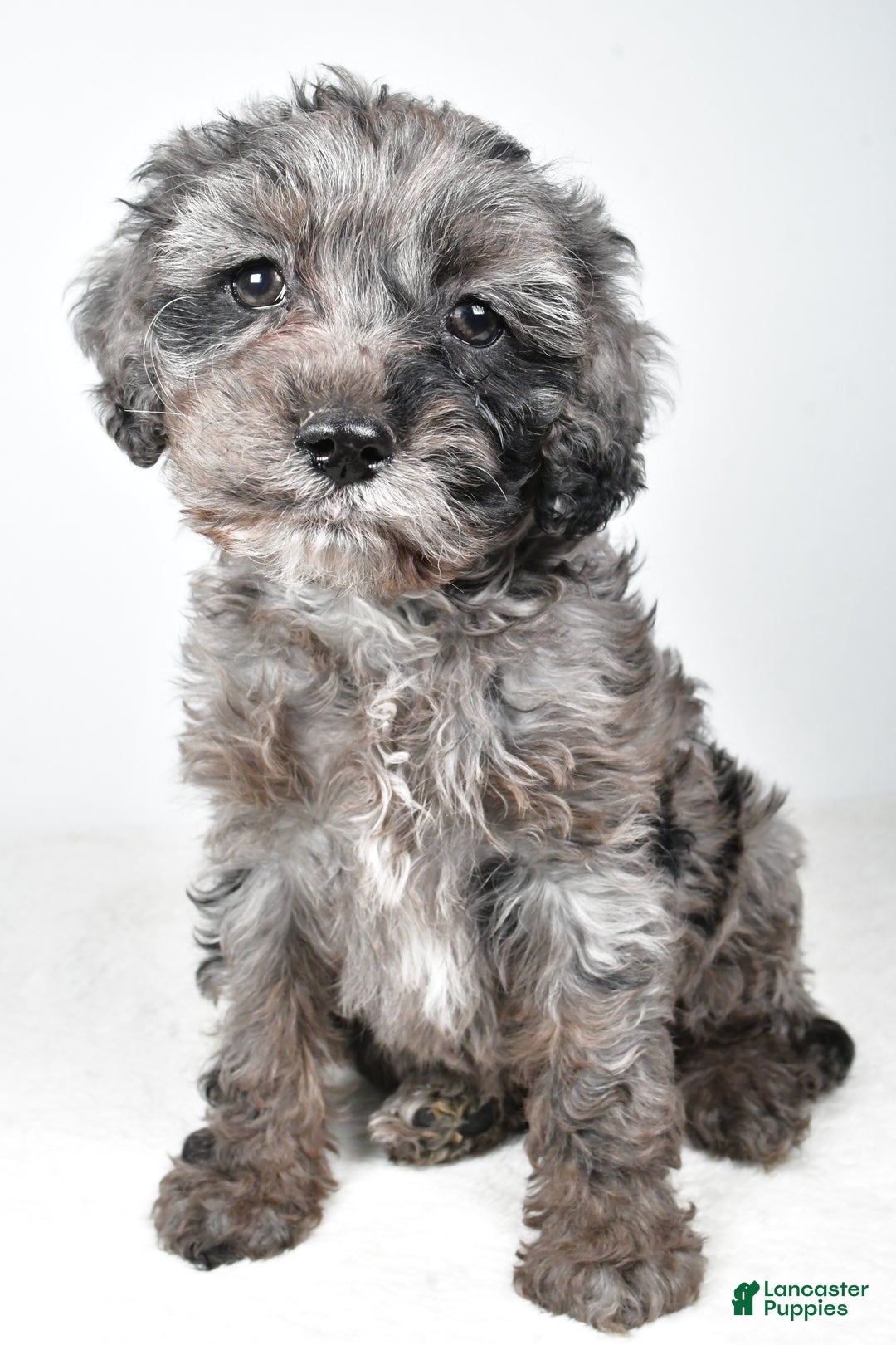 Cockapoo dogs for sale: Kelly - Ad 2