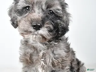 Cockapoo dogs Kelly - Ad 36