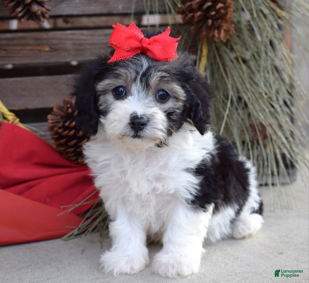 Bichpoo dogs for sale: Stella - Ad 6