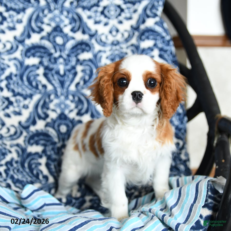 Cavalier King Charles Spaniel dogs Jet - Ad 1
