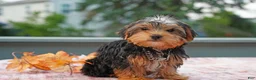 Yorkshire Terrier dogs for sale: Winston - Ad 2