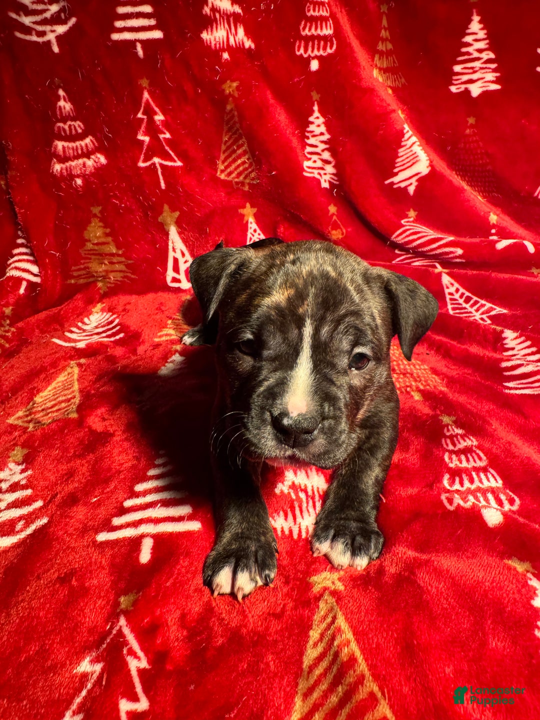 American Bully dogs for sale: American Bully Puppy 9 - Ad 1