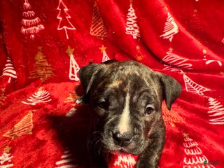 American Bully dogs American Bully Puppy 9 - Ad 9