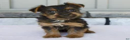 Yorkshire Terrier dogs for sale: Lily - Ad 7
