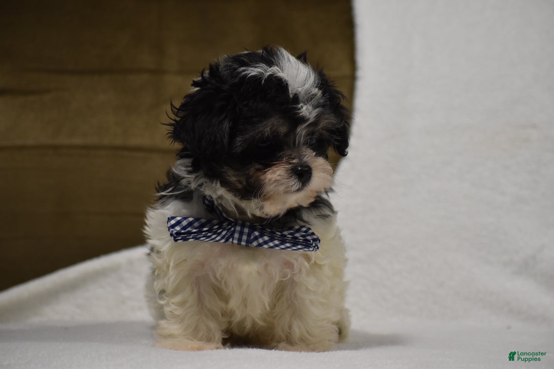 Maltipoo dogs for sale: Benny - Ad 9