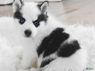 Pomsky dogs Pepper Panda Pomsky - Ad 5