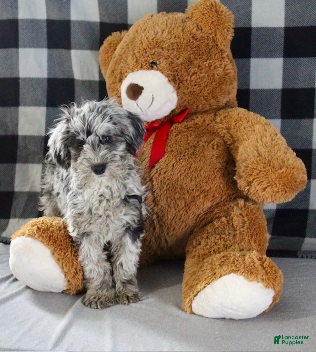 Mixed Breed dogs for sale: Raven - Ad 5