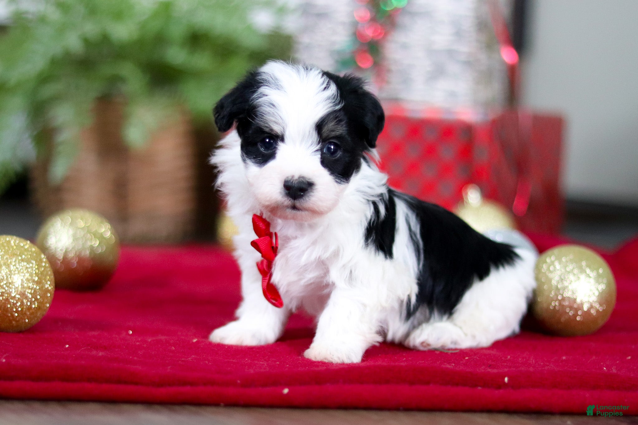 Havanese dogs Milo - Ad 12