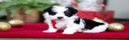 Havanese dogs for sale: Milo - Ad 1