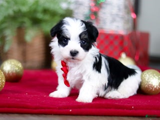 Havanese dogs Milo - Ad 16