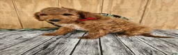 Mini Goldendoodle dogs for sale: Ace - Ad 3