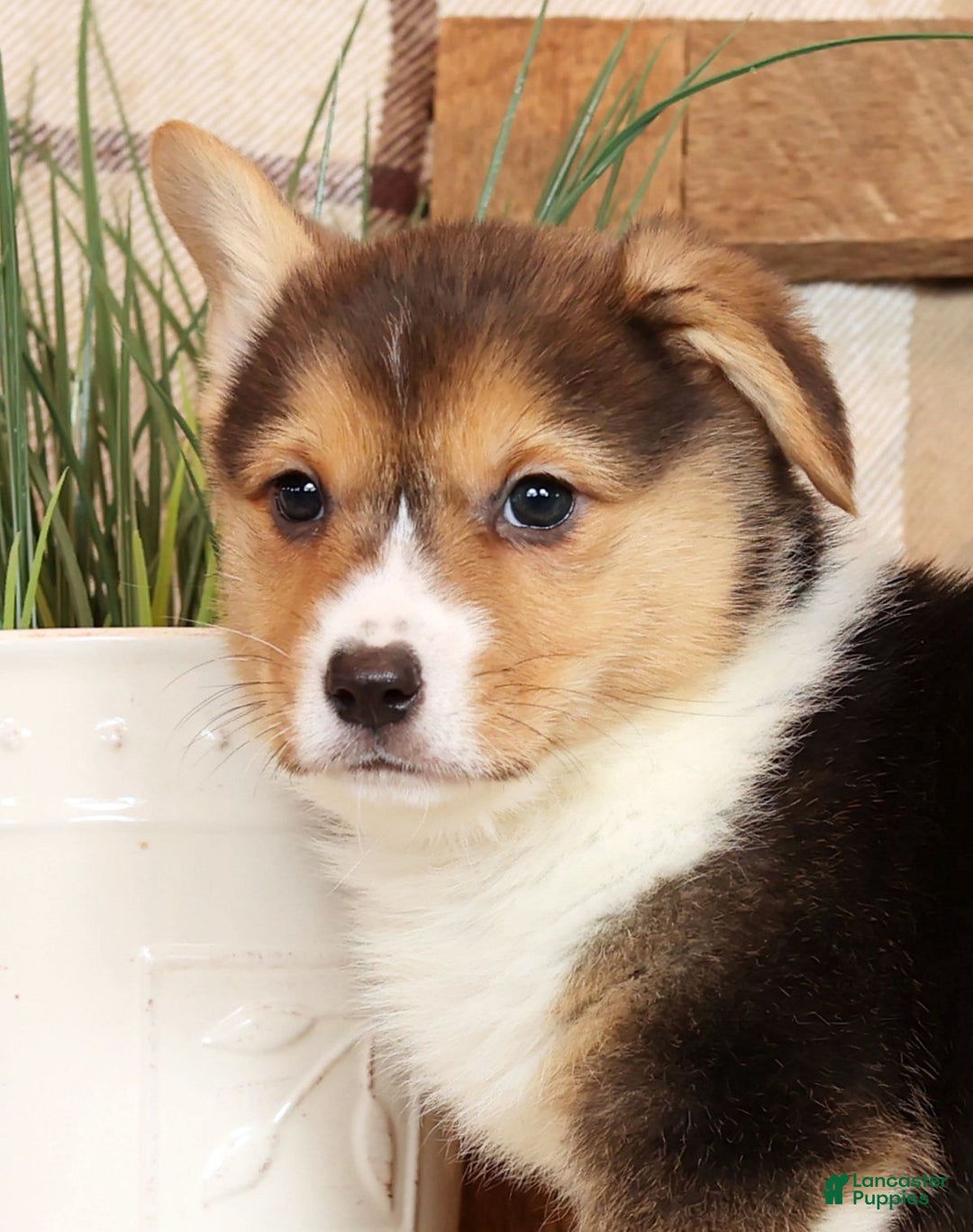 Welsh Corgi Pembroke dogs for sale: Callie - Ad 9