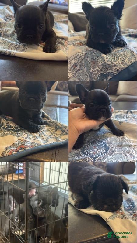 French Bulldog dogs French Bulldog Female  - Ad 2