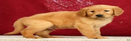 Golden Retriever dogs for sale: Tipper - Ad 4