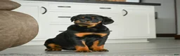 Rottweiler dogs for sale: Princess - Ad 3