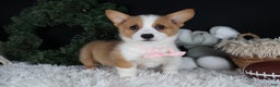 Welsh Corgi Pembroke dogs for sale: Honey - Ad 13