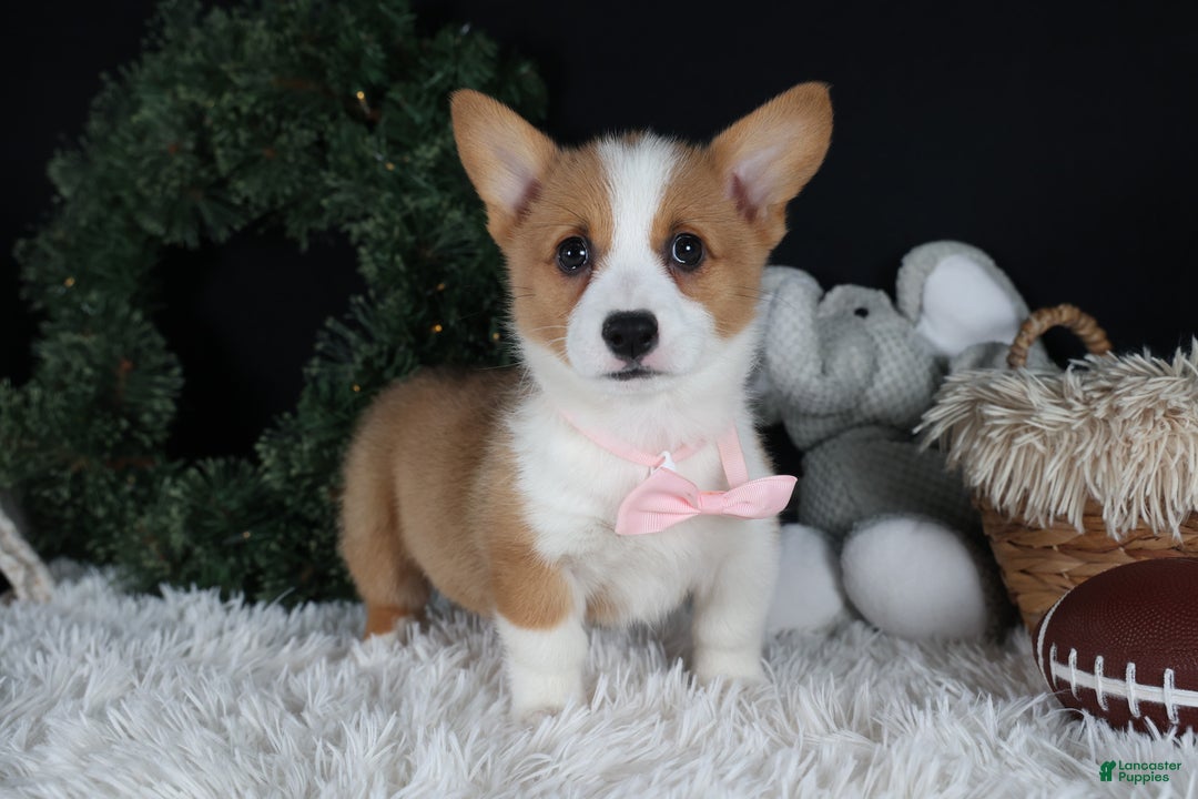 Welsh Corgi Pembroke dogs for sale: Honey - Ad 13
