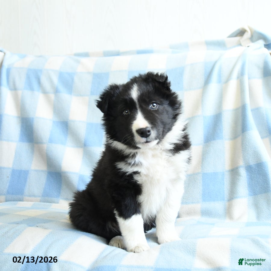 Border Collie dogs Jack  - Ad 2