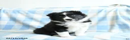 Border Collie dogs for sale: Jack  - Ad 1