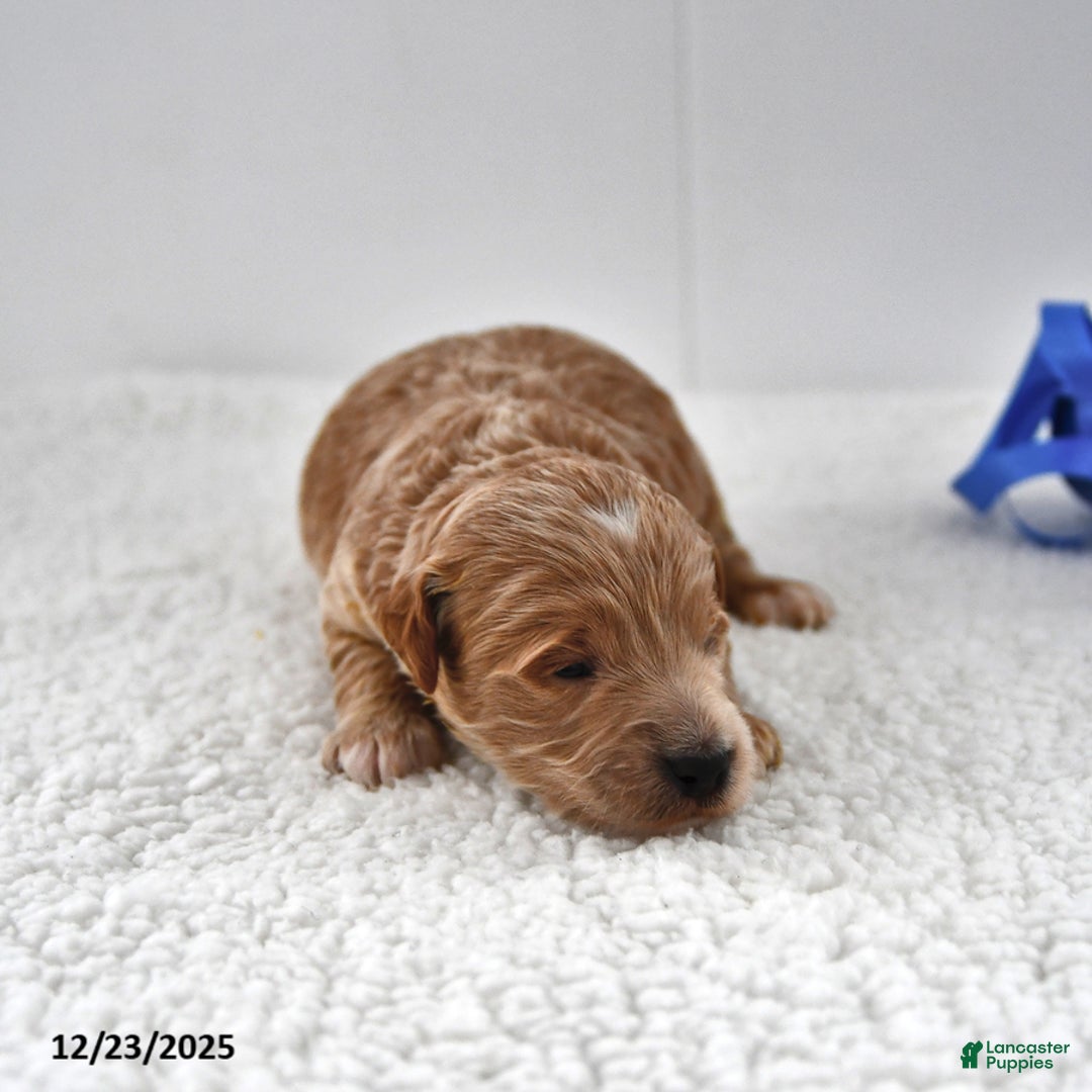 Mini Goldendoodle dogs for sale: Oliver - Ad 6