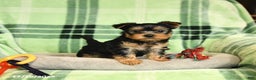 Yorkshire Terrier dogs for sale: Daisy - Ad 2