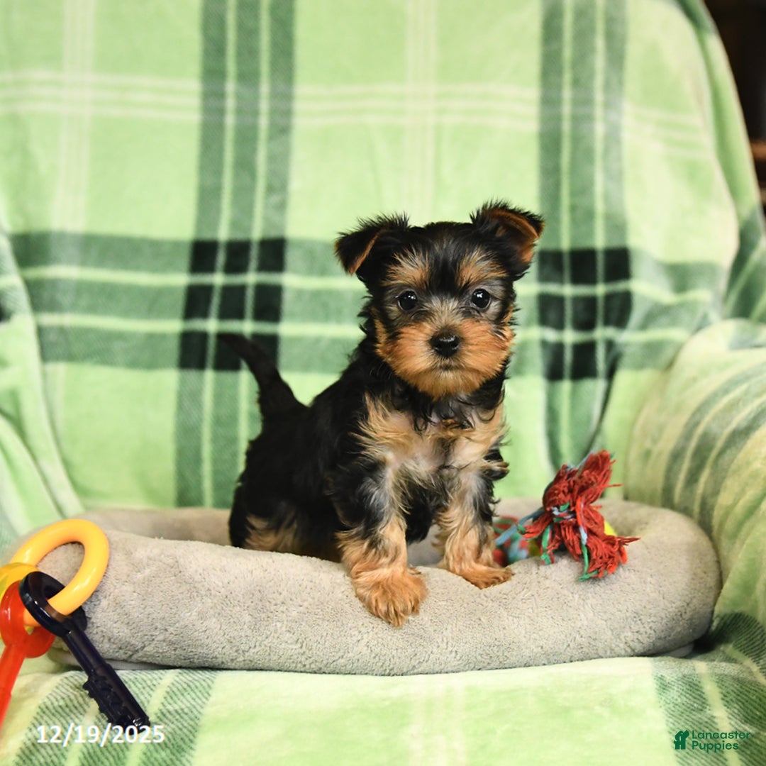 Yorkshire Terrier dogs for sale: Daisy - Ad 2