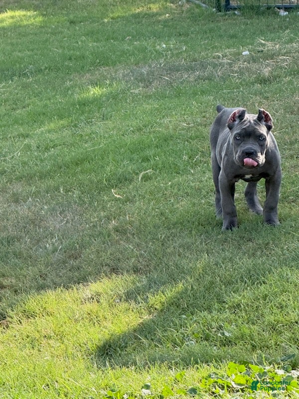 Cane Corso dogs Girl 4 - Ad 1