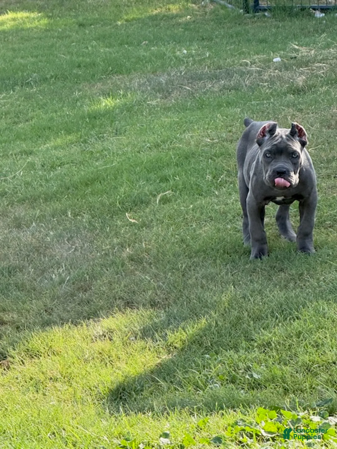 Cane Corso dogs for sale: Girl 4 - Ad 1