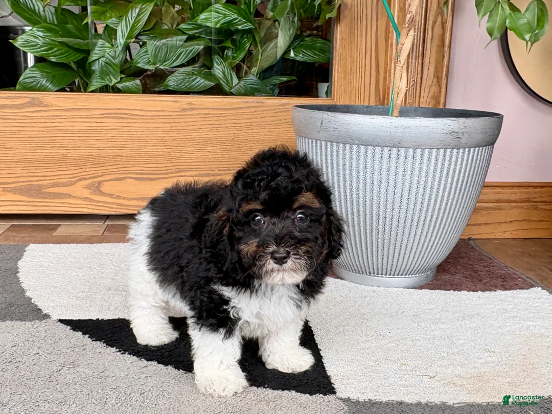 Mixed Breed dogs for sale: Maltipoo/Havanese boy 1 - Ad 2