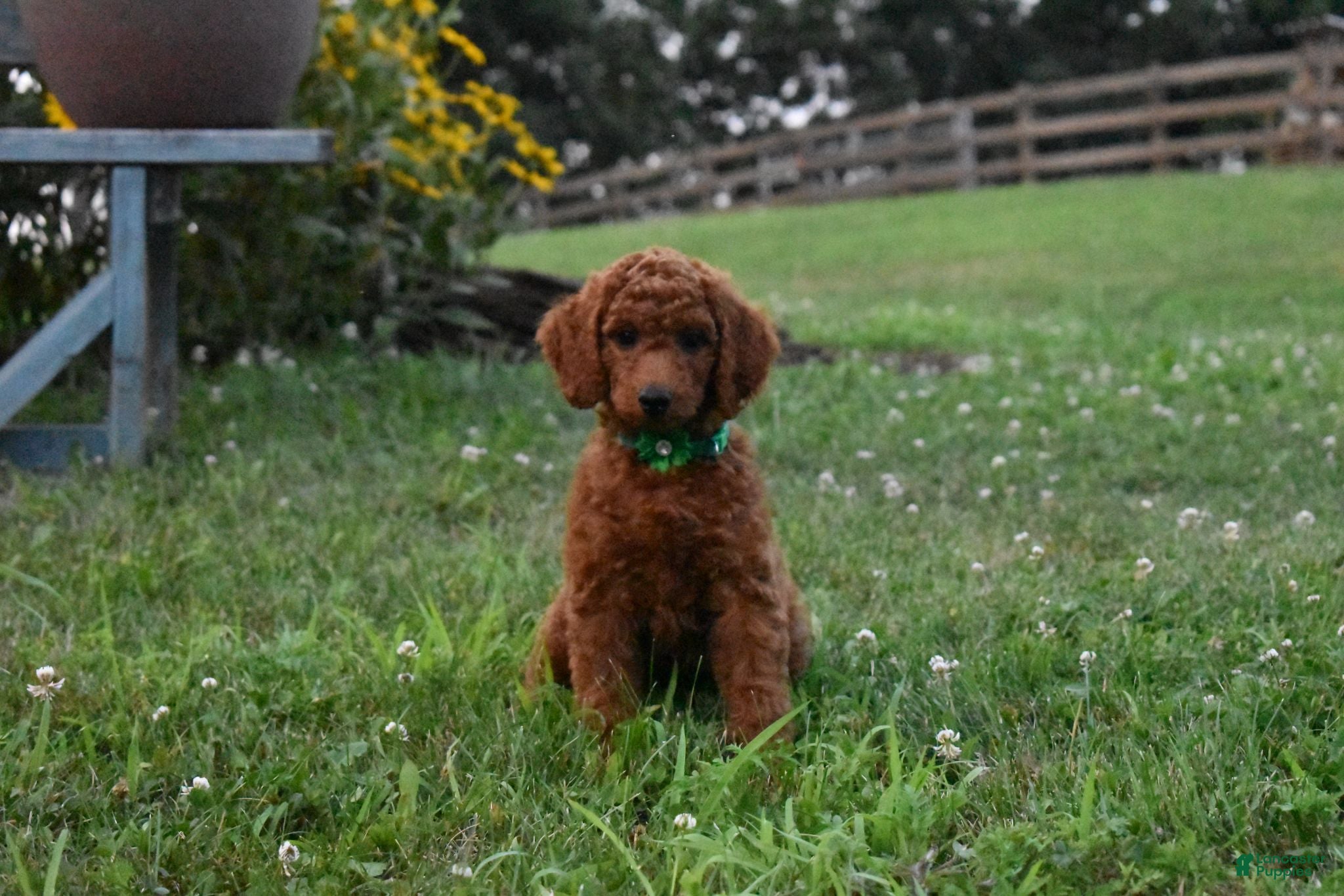 Standard Poodle dogs Bridget moyen - Ad 2