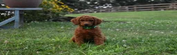 Standard Poodle dogs for sale: Bridget moyen - Ad 6