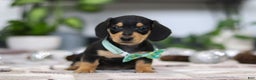 Miniature Dachshund dogs for sale: Blake - Ad 6
