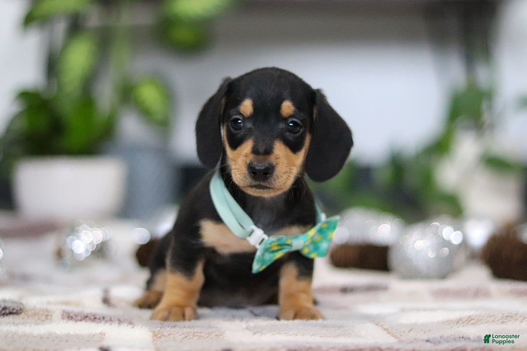 Miniature Dachshund dogs for sale: Blake - Ad 6