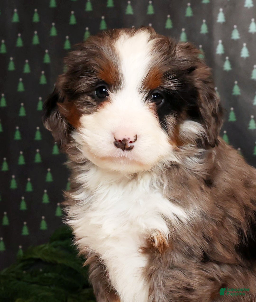 Mini Bernedoodle dogs for sale: Noel - Ad 9