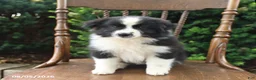 Mixed Breed dogs for sale: Daisy - Ad 5