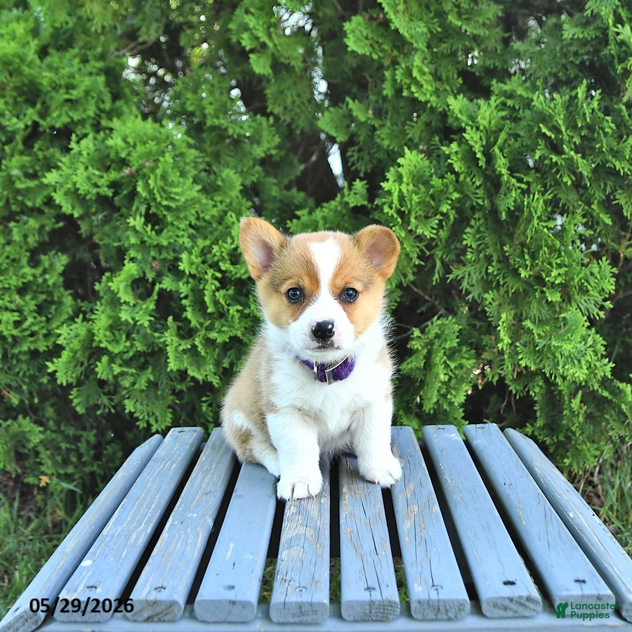 Welsh Corgi Pembroke dogs Bailey - Ad 1