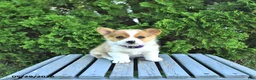 Welsh Corgi Pembroke dogs for sale: Bailey - Ad 1