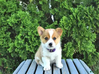 Welsh Corgi Pembroke dogs for sale: Bailey - Ad 2